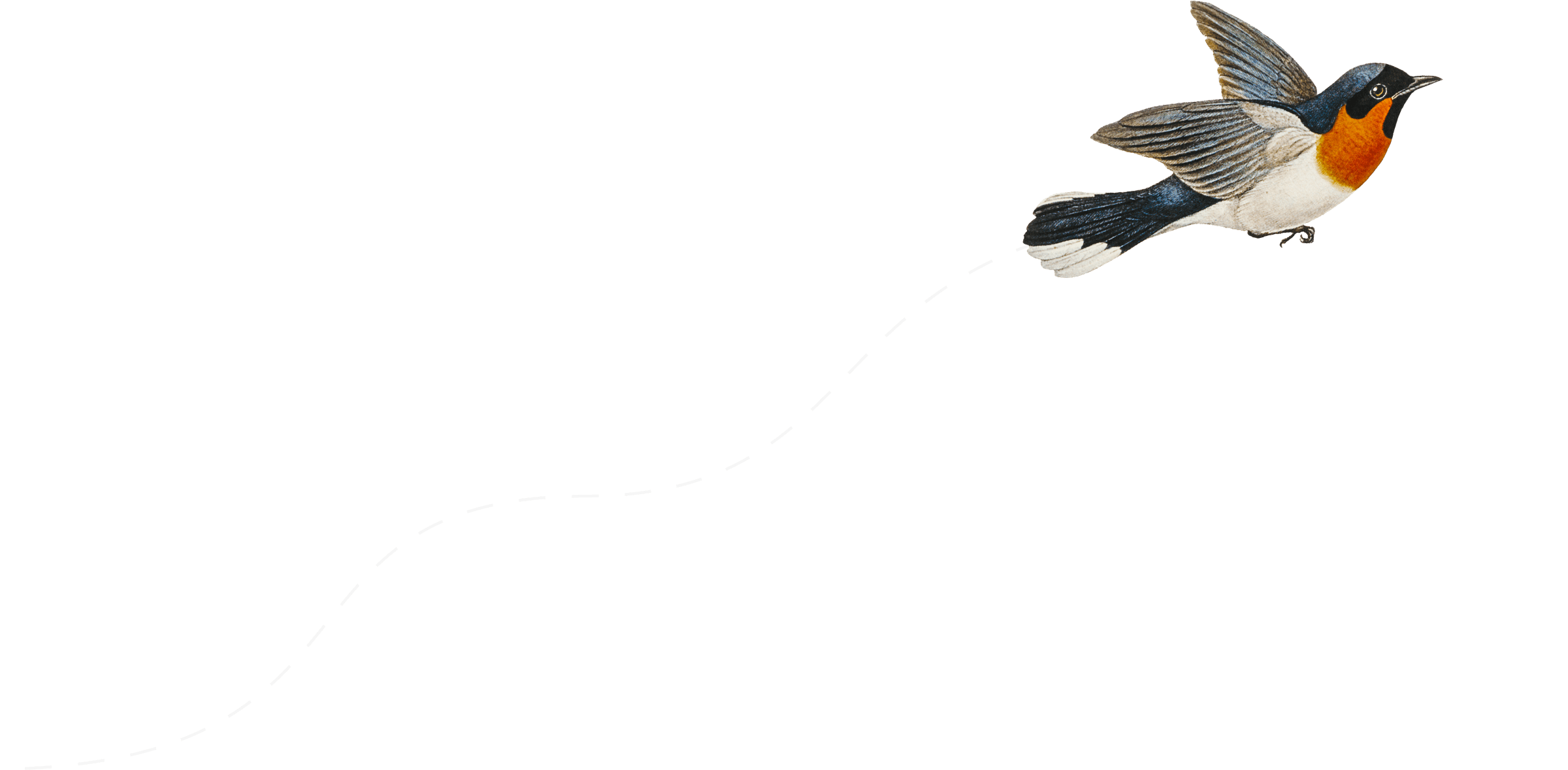 An illustration of a bird in flight