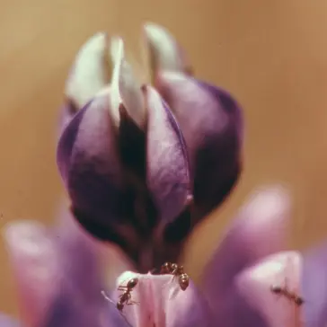 Closeup of plantlife in the Malibu Canyon area